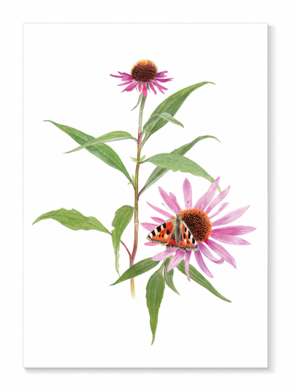 Kort Rudbeckia i gruppen Landshopping.se / Nyheter hos Landshopping (10034_Kort-078)