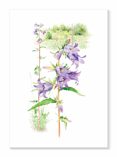 Kort Nässelklocka i gruppen Landshopping.se / Hem & Hantverk / Hantverk / Illustrationer hos Landshopping (10034_Kort-079)