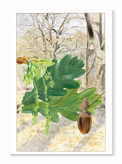 Kort Skogsek i gruppen Landshopping.se / Nyheter hos Landshopping (10034_Kort-080)