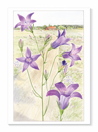 Kort Ängsklocka i gruppen Landshopping.se / Hem & Hantverk / Hantverk / Illustrationer hos Landshopping (10034_Kort-082)