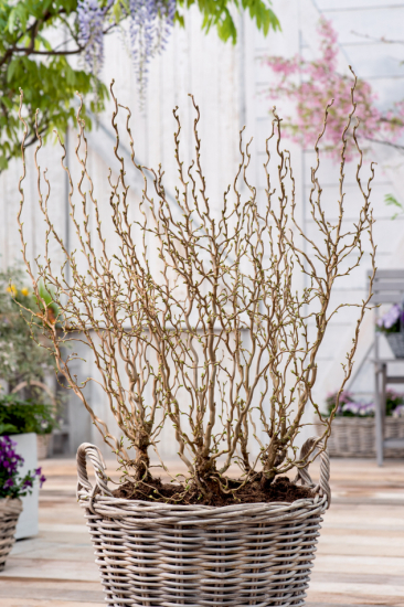 Ormhassel buske 3-pack 1