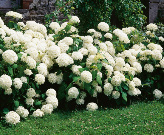 Vidjehortensia vit 5-pack 1