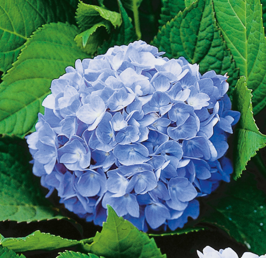 Hortensia blå 10-pack 1