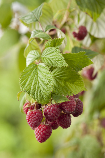 Rubus (Hallon)