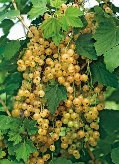 Vita vinbärsplantor/ buskar 10-pack 1