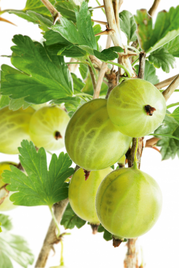 Krusbär - 10 pack 1