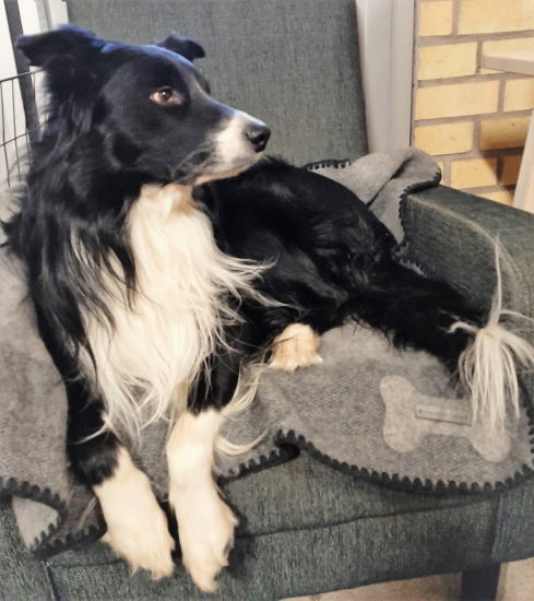 Hundfilt svart/grå 1