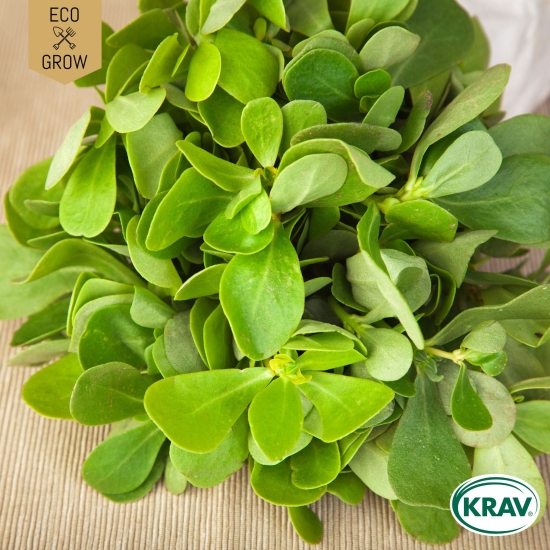 Trädgårdsportlak i gruppen Landshopping.se / Trädgård / Fröer / Gröna blad hos Landshopping (10194_7350153560450)