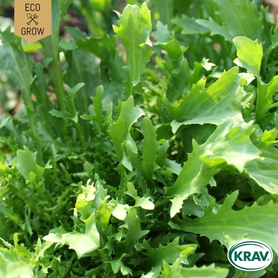 Wasabino i gruppen Landshopping.se / Trädgård / Fröer / Gröna blad hos Landshopping (10194_7350153560467)