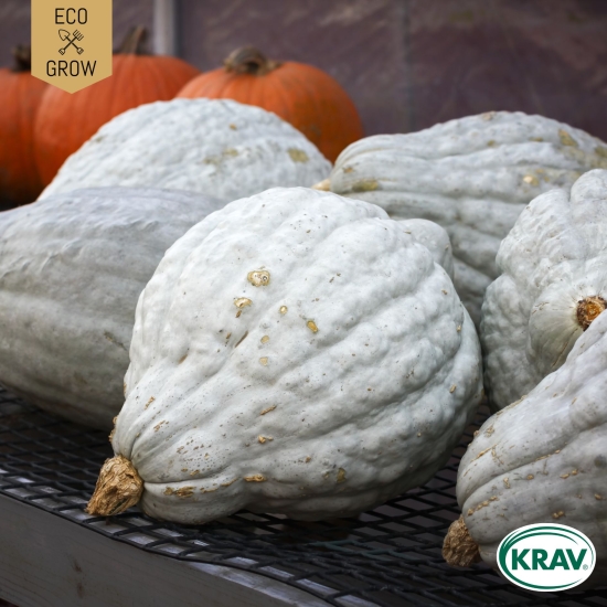 Vintersquash - Blue Ballet i gruppen Landshopping.se / Trädgård / Fröer / Squash/ pumpa hos Landshopping (10194_7350153562119)