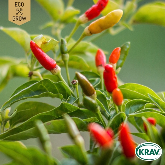 Chilipeppar - Kusburnu i gruppen Landshopping.se / Trädgård / Fröer / Chil-och paprikafröer hos Landshopping (10194_7350153562294)