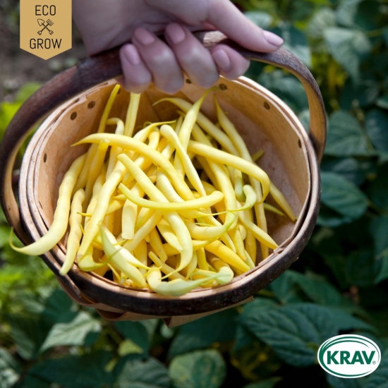 Vaxböna - Rocquencourt i gruppen Landshopping.se / Trädgård / Fröer / Baljväxter hos Landshopping (10194_7350153562331)