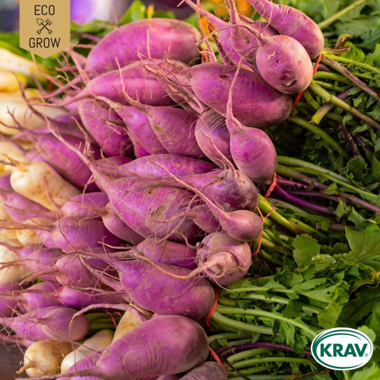 Rättika - Blue Autumn and Winter i gruppen Landshopping.se / Trädgård / Fröer / Rotfrukter hos Landshopping (10194_7350153563338)