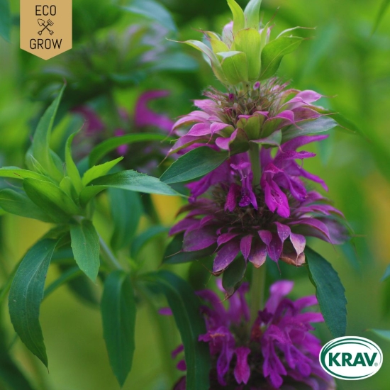 Citrontemynta i gruppen Landshopping.se / Trädgård / Fröer / Örter hos Landshopping (10194_7350153563475)