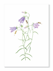 Kort Liten blåklocka