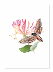 Kort Ligustersvärmare