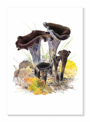 Kort Svart trumpetsvamp