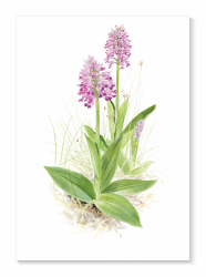 Kort Johannesnycklar