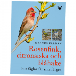 Rosenfink, citronsiska och blåhake – hur fåglar får sina färger
