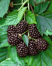 Björnbär 'Thornfree' 10-pack