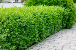 Vinterliguster 'Liga' 20-pack