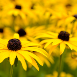 Strålrudbeckia 'Goldsturm '15-pack