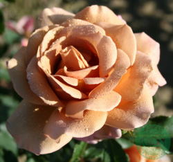 Ros 'KOKO LOKO' 5-pack