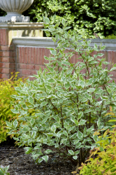 Rysk kornell 10-pack