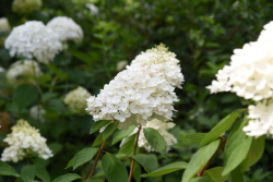 Syrenhortensia vit 10-pack