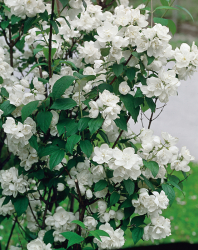 Kameliaschersmin 10-pack