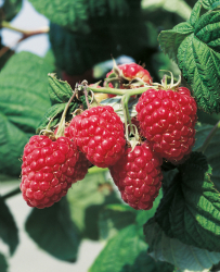 Hallon 'Preussen' 5-pack