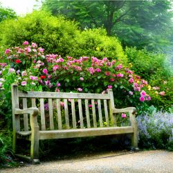 Växtpaket Ros 'The Fairy' 10-pack