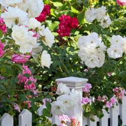 Ros 'White Cover' 10-pack