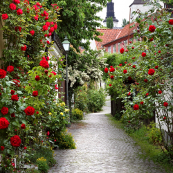 Växtpaket Ros 'Santana' 5-pack