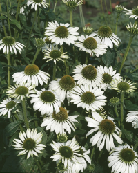 Rudbeckia 'Alba' 15-pack
