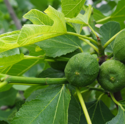 Ficus carica 'Bornholms Diamant', stam, 60 cm