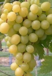 VINDRUVA GRÖN FRUMOSA ALBA