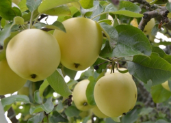 Transparente Blanche Äpple