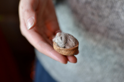 Tovad mus i valnötsskal