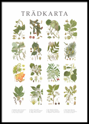 Poster Trädkarta - stora 50x70 cm