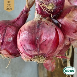 Rödlök - Morada de Amposta