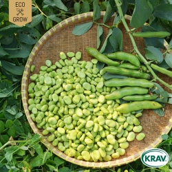 Bondböna - Superaguadulce