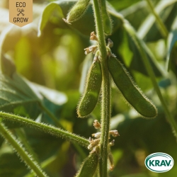 Sojaböna - Edamame Green Shell