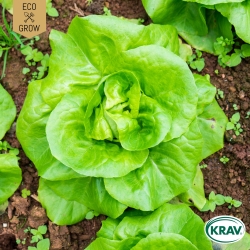 Huvudsallat - May King