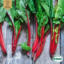 Mangold - Red Rhubarb