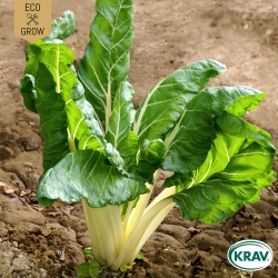 Mangold - White Silver