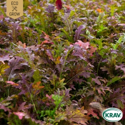 Mizunakål - Red Frills