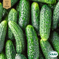 Druvgurka - Cornichon de Paris