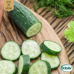 Slanggurka - Marketmore 70