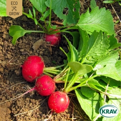Rädisa - Cherry Belle